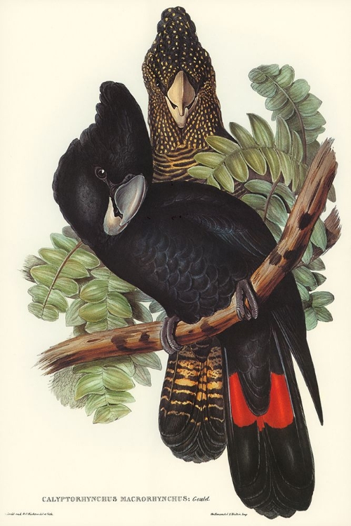 Picture of GREAT-BILLED BLACK COCKATOO-CALYPTORHYNCHUS MACRORHYNCHUS