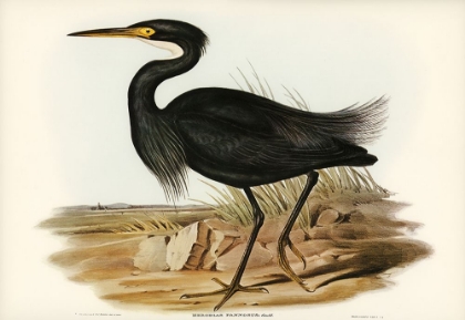 Picture of SOMBRE EGRET-HERODIAS PANNOSUS