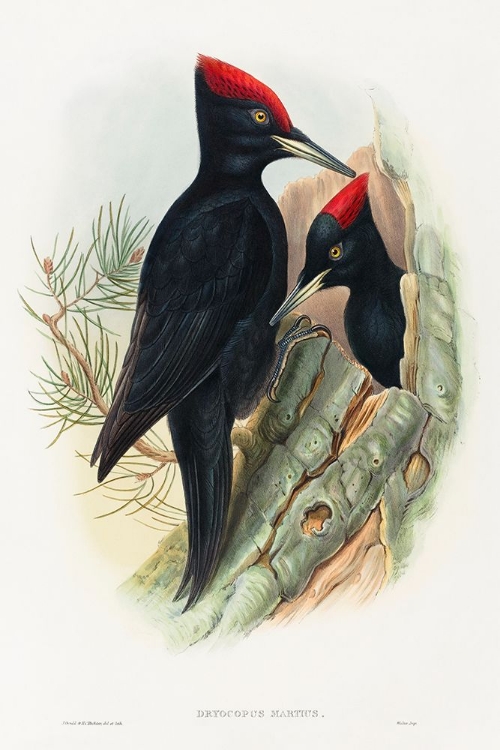 Picture of GREAT BLACK WOODPECKER-DRYOCOPUS MARTIUS