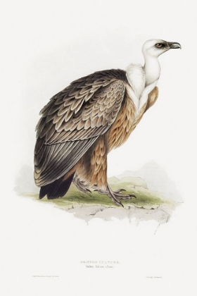 Picture of GRIFFON VULTURE