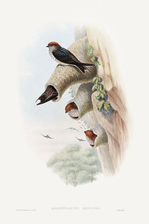 Picture of LAGENOPLASTES FLUVICOLA-INDIAN CLIFF-SWALLOW