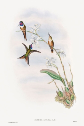 Picture of THE FAMILY OF HUMMINGBIRDS