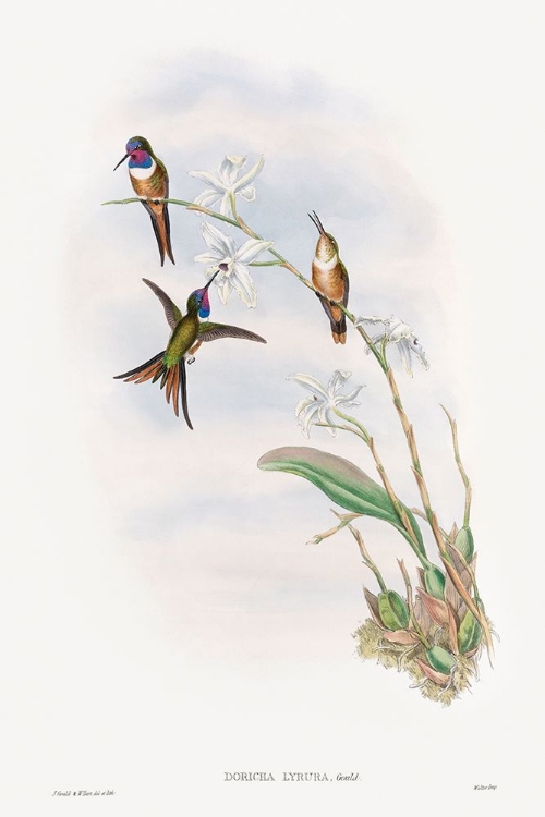 Picture of THE FAMILY OF HUMMINGBIRDS