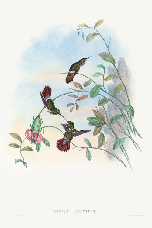 Picture of LOPHORNIS CHALYBEUS-FESTIVE COQUETTE