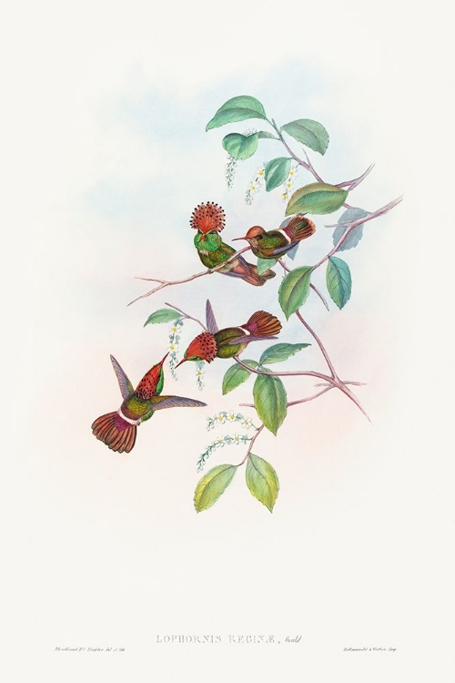 Picture of LOPHORNAS REGINAE-SPANGLED COQUETTE