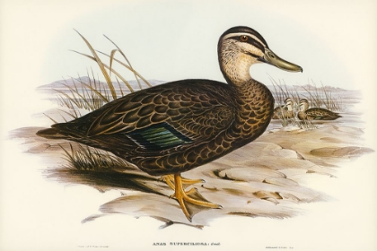 Picture of AUSTRALIAN WILD DUCK-ANUS SUPERCILIOSA