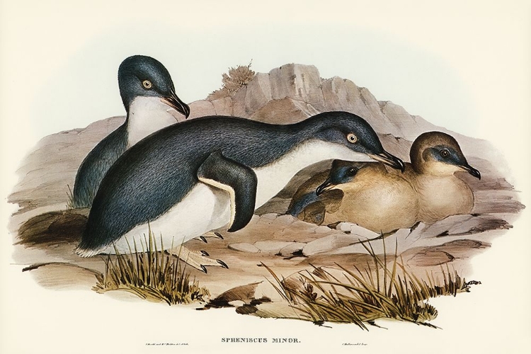 Picture of LITTLE PENGUIN-SPHENISCUS MINOR