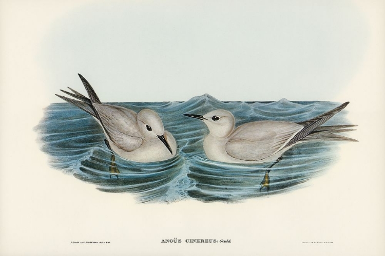 Picture of GREY NODDY-ANOUS CINEREUS