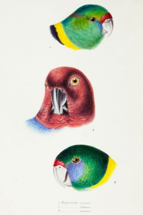 Picture of MALLEE RINGNECK-MAROON SHINING PARROT AND AUSTRALIAN RINGNECK