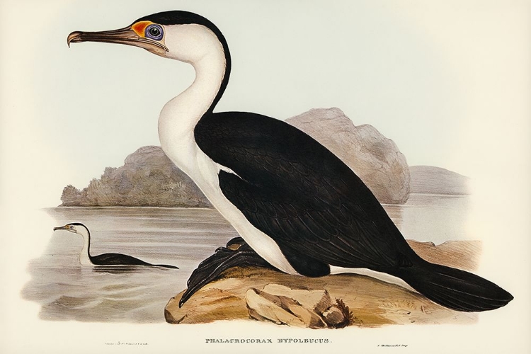 Picture of PIED CORMORANT-PHALACROCORAX HYPOLEUCUS