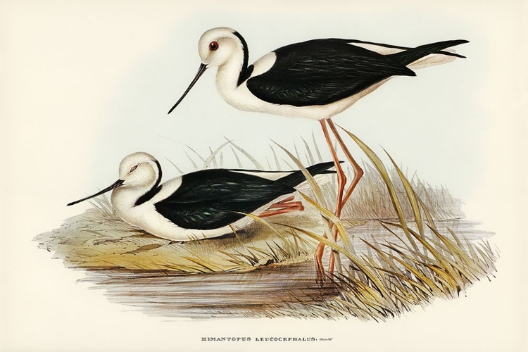 Picture of WHITE-HEADED STILT-HIMANTOPUS LEUCOCEPHALUS