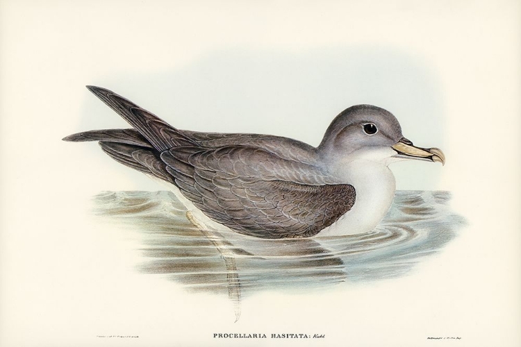 Picture of GREAT GREY PETREL-PROCELLARIA HASITATA