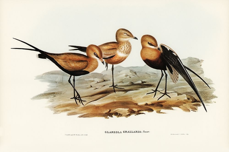 Picture of AUSTRALIAN PRATINCOLE-GLAREOLA GRALLARIA