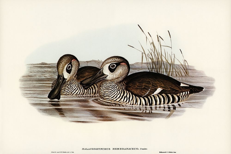 Picture of MEMBRANACEOUS DUCK-MALACORHYNCHUS MEMBRANACEUS