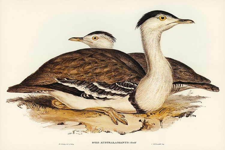 Picture of AUSTRALIAN BUSTARD-OTIS AUSTRALASIANUS