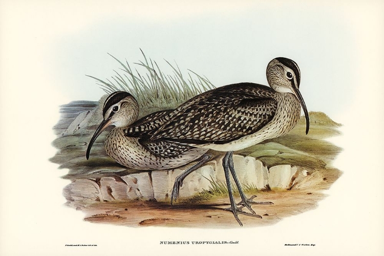 Picture of AUSTRALIAN WHIMBREL-NUMENIUS UROPYGIALIS