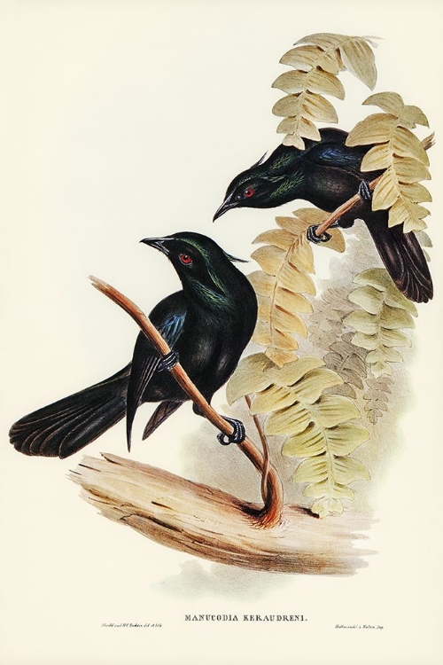 Picture of KERAUDRENS CROW-SHRIKE-MANUCODIA KERAUDRENI