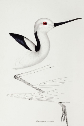 Picture of WHITE-HEADED STILT-HIMANTOPUS LEUCOCEPHALUS