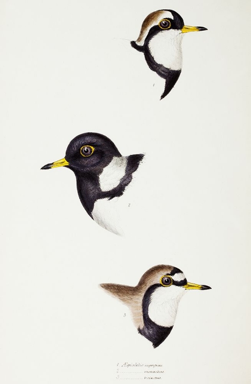 Picture of BLACK-FRONTED DOTTEREL-LESSER SAND-PLOVER AND DOUBLE-BANDED PLOVER