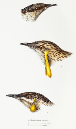 Picture of WATTLE BIRD-RED WATTLEBIRD AND WESTERN WATTLEBIRD