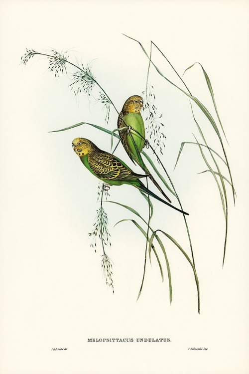 Picture of WARBLING GRASS-PARAKEET-MELOPSITTACUS UNDULATUS