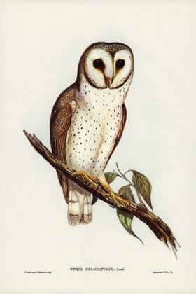 Picture of DELICATE OWL-STRIX DELICATULUS