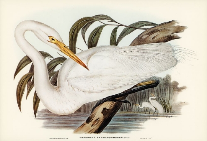 Picture of AUSTRALIAN EGRET-HRODIAS SYRMATOPHORUS