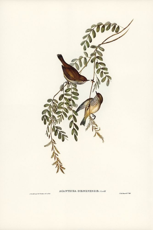 Picture of TASMANIAN ACANTHIZA-ACANTHIZA DIEMENENSIS