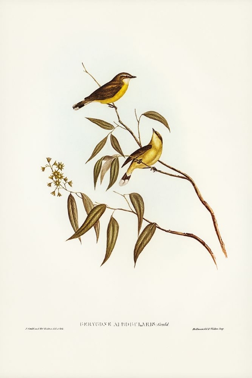 Picture of WHITE-THROATED GERYGONE-GERYGONE ALBOGULARIS