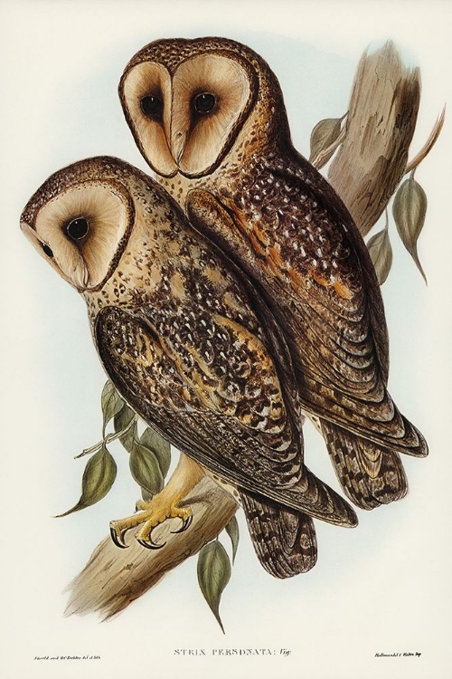 Picture of MASKED BARN OWL-STRIX PERSONATA