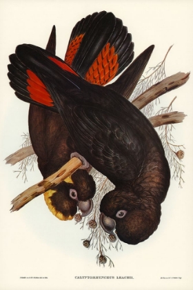 Picture of LEACHS COCKATOO-CALYPTORHYNCHUS LEACHII