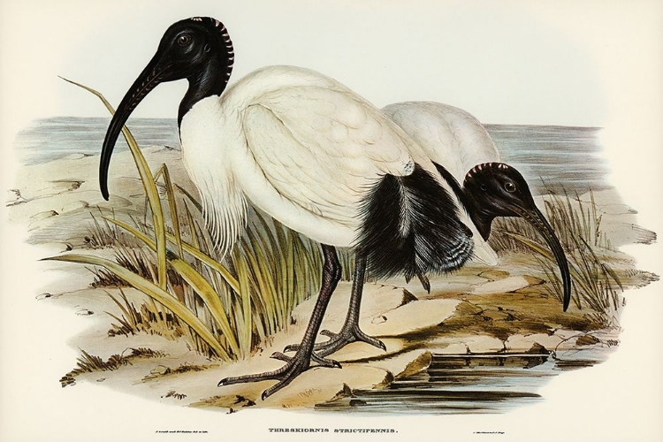 Picture of WHITE IBIS-THRESKIORNIS STRICTIPENNIS