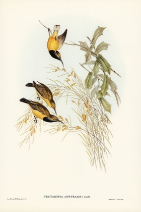 Picture of AUSTRALIAN SUN-BIRD-NECTARINIA AUSTRALIS