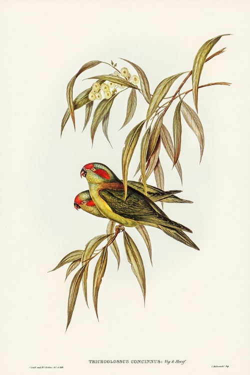 Picture of MUSKY LORIKEET-TRICHOGLOSSUS CONCINNUS