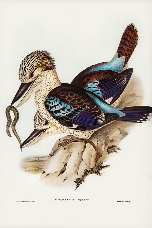 Picture of LEACH’S KINGFISHER-DACELO LEACHII