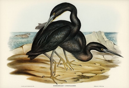 Picture of BLUE REEF HERON-HERODIAS JUGULARIS