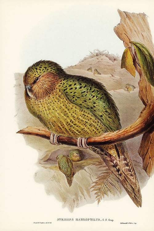 Picture of KAKAPO-STRIGOPS HABROPTIUS