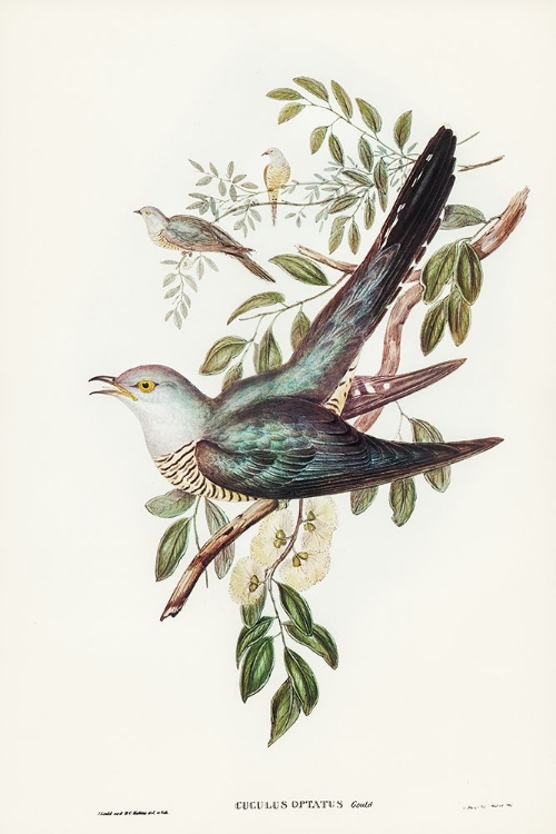 Picture of AUSTRALIAN CUCKOO-CUCULUS OPTATUS