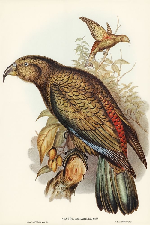 Picture of KEA PARROT-NESTOR NOTABILIS