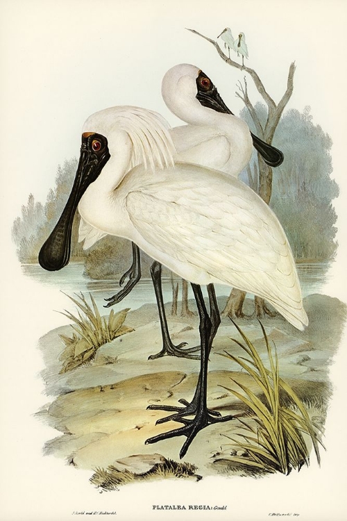 Picture of ROYAL SPOONBILL-PLATALEA REGIA