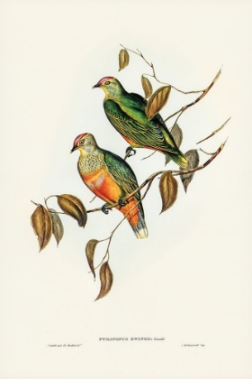 Picture of EWINGS FRUIT PIGEON-PTILINOPUS EWINGII