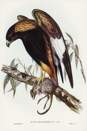 Picture of BLACK-BREASTED BUZZARD-BUTEO MELANOSTERNON