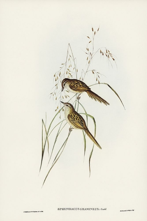 Picture of GRASS-LOVING SPHENOEACUS-SPHENOEACUS GRAMINEUS