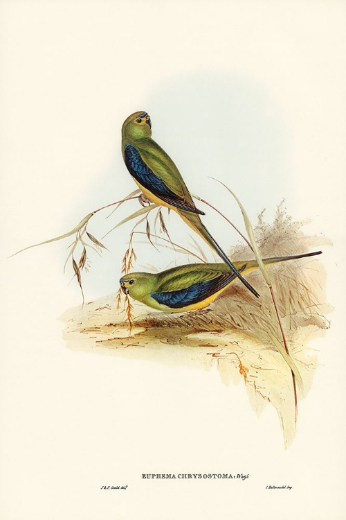 Picture of BLUE-BANDED GRASS-PARAKEET-EUPHEMA CHRYSOSTOMA