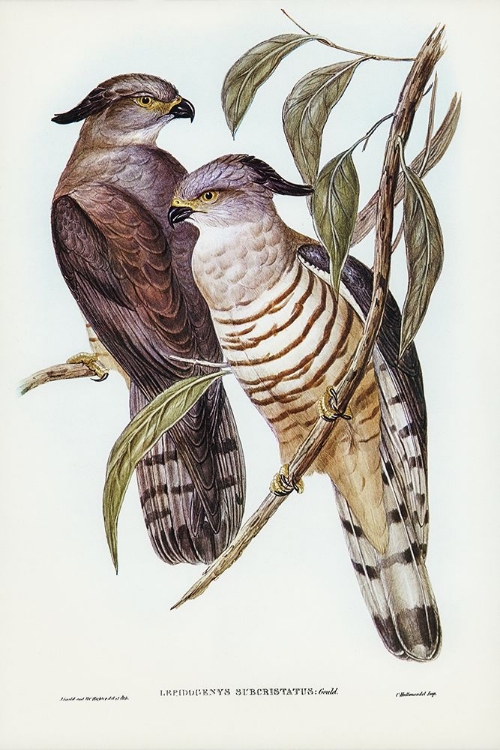 Picture of CRESTED HAWK-LEPIDOGENYS SUBCRISTATUS