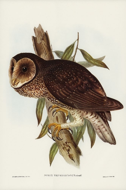 Picture of SOOTY OWL-STRIX TENEBRICOSUS