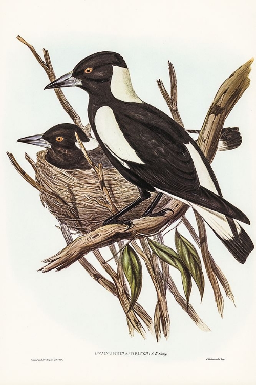 Picture of PIPING CROW-SHRIKE-GYMNORHINA TIBICEN