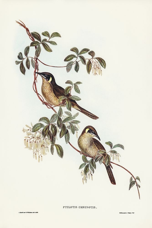 Picture of SINGING HONEY-EATER-PTILOTIS SONORUS