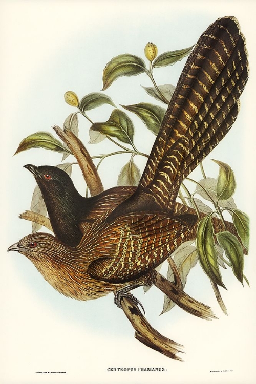 Picture of PHEASANT CUCKOO-CENTROPUS PHASIANUS