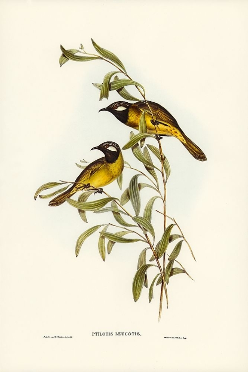 Picture of WHITE-EARED HONEY-EATER-PTILOTIS LEUCOTIS